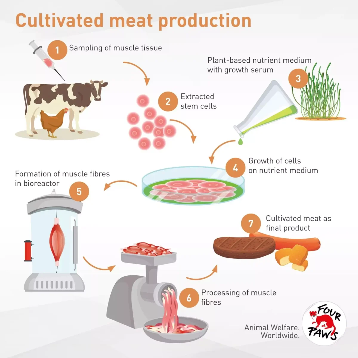cultivated-meat-process